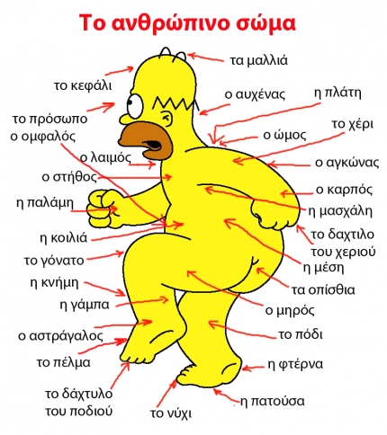 Греческий словарь. Части тела человека Греческий словарь. Части тела человека