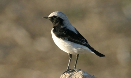 Наблюдение за птицами в ноябре 2017 с BirdLife Cyprus Наблюдение за птицами в ноябре 2017 с BirdLife Cyprus